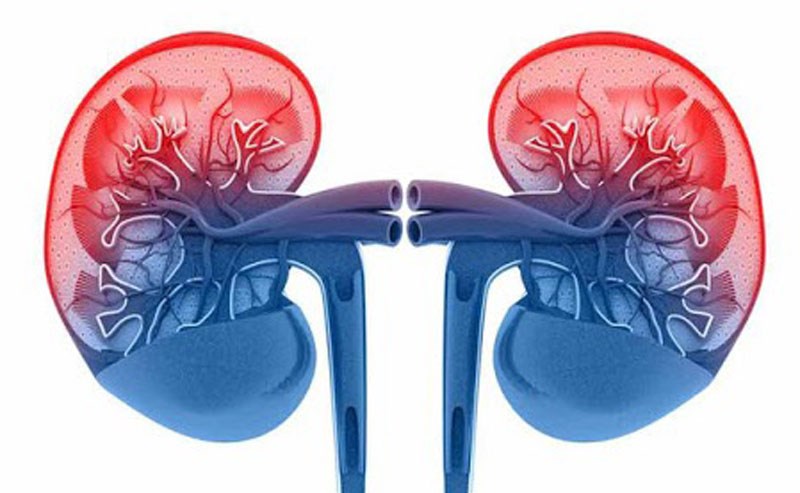 CÁC CHỨC NĂNG CỦA THẬN