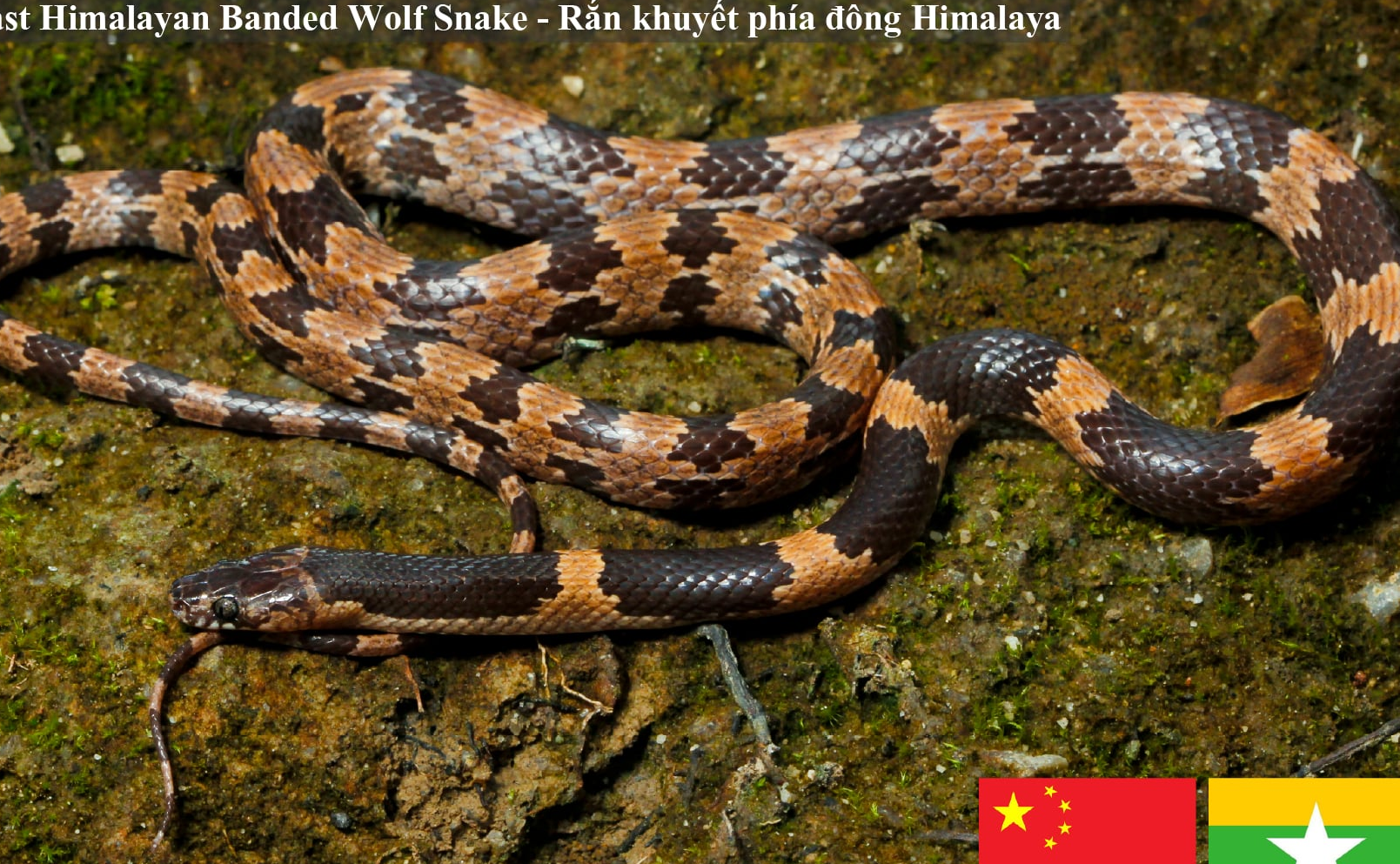 Rắn khuyết phía đông Himalaya_Lycodon latifasciatus Nguyen, Lee, Jiang, Ding, May Thu Chit, Poyarkov & Vogel, 2025, một loài rắn mới được phát hiện và mô tả tại Myanmar và Trung Quốc