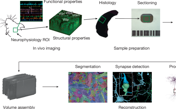 Một số kết quả bước đầu của Dự án MICrONS (Machine Intelligence from Cortical Networks): mô tả dữ liệu kết nối chức năng thần kinh (functional connectomics)