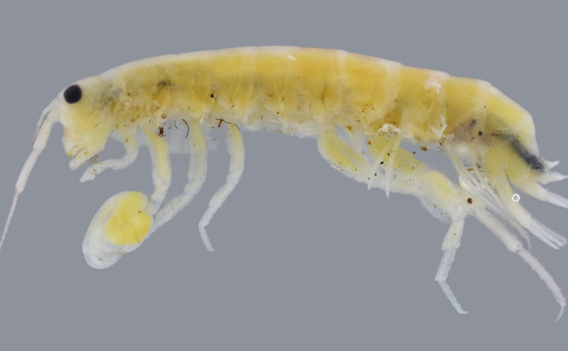 Phát hiện hai loài chân đều mới tại Thái Lan: Dấu mốc quan trọng về đa dạng sinh học Talitridae ở Đông Nam Á