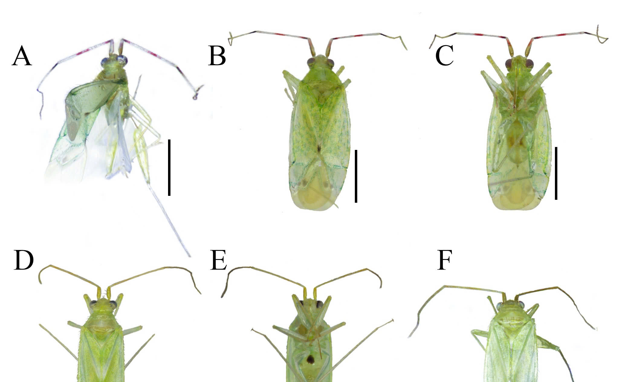 Tổng quan phân loại chi Zanchius tại Việt Nam: Đóng góp cho phân họ Orthotylinae ở Đông Nam Á