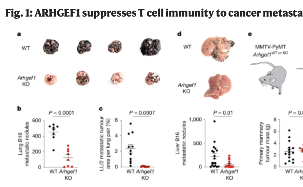 Aspirin có thể ngăn chặn sự di căn của ung thư bằng cách tăng cường phản ứng miễn dịch