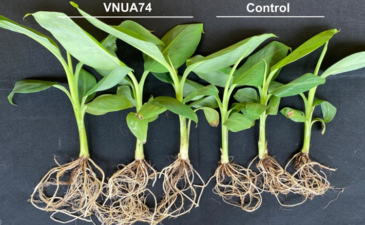 Vai trò của xạ khuẩn trong nông nghiệp