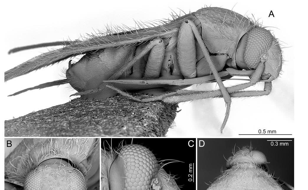 Phân tích phân loại chi Psallops tại vùng Afrotropical: Gợi mở cho việc tái cấu trúc phân loại toàn cầu