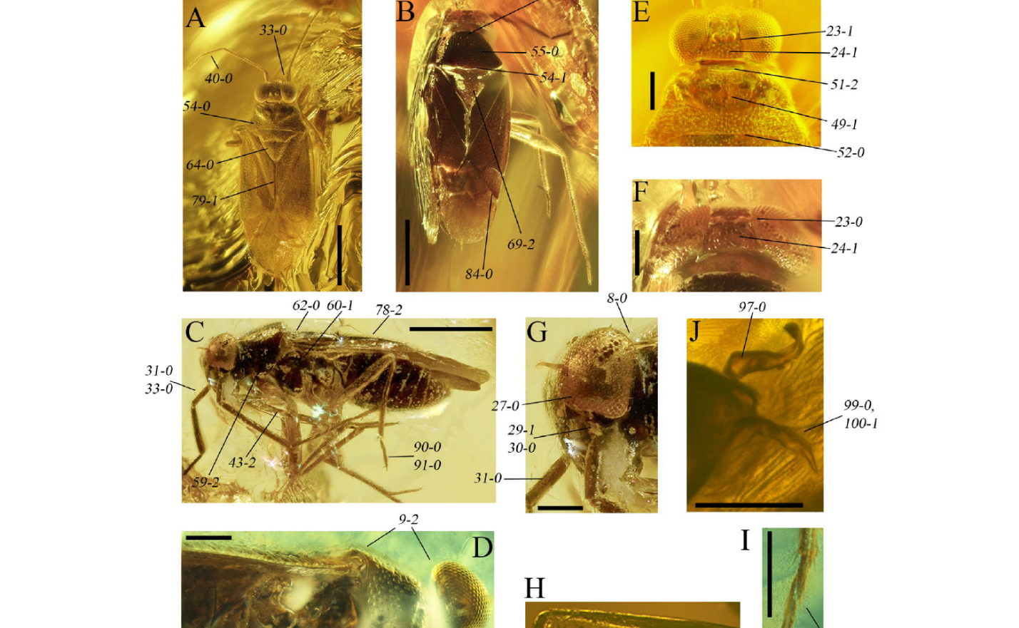 Nghiên cứu Hệ thống học phân họ Isometopinae với minh chứng từ hóa thạch