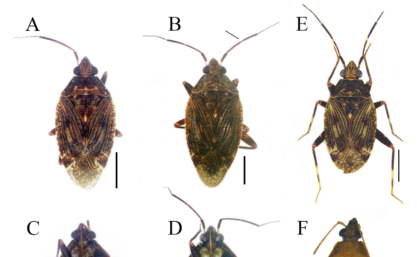 Phát hiện hai loài mới và một ghi nhận mới của chi Peritropis tại bán đảo Đông Dương