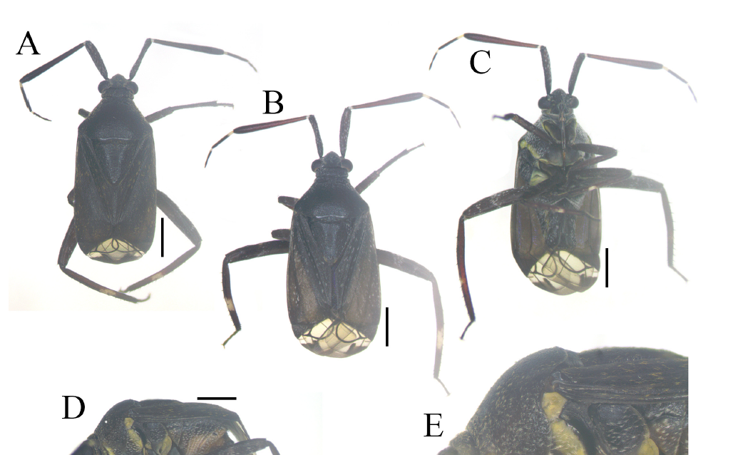 Tổng quan phân loại chi Eurystylus (Hemiptera: Miridae) tại Việt Nam, bao gồm một loài mới