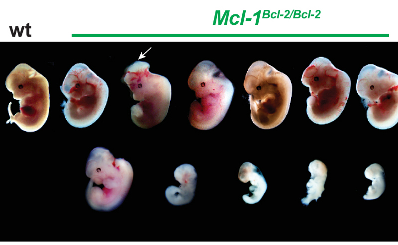 Phát hiện mới về protein MCL-1: Mở ra triển vọng trong sinh học tế bào và điều trị ung thư