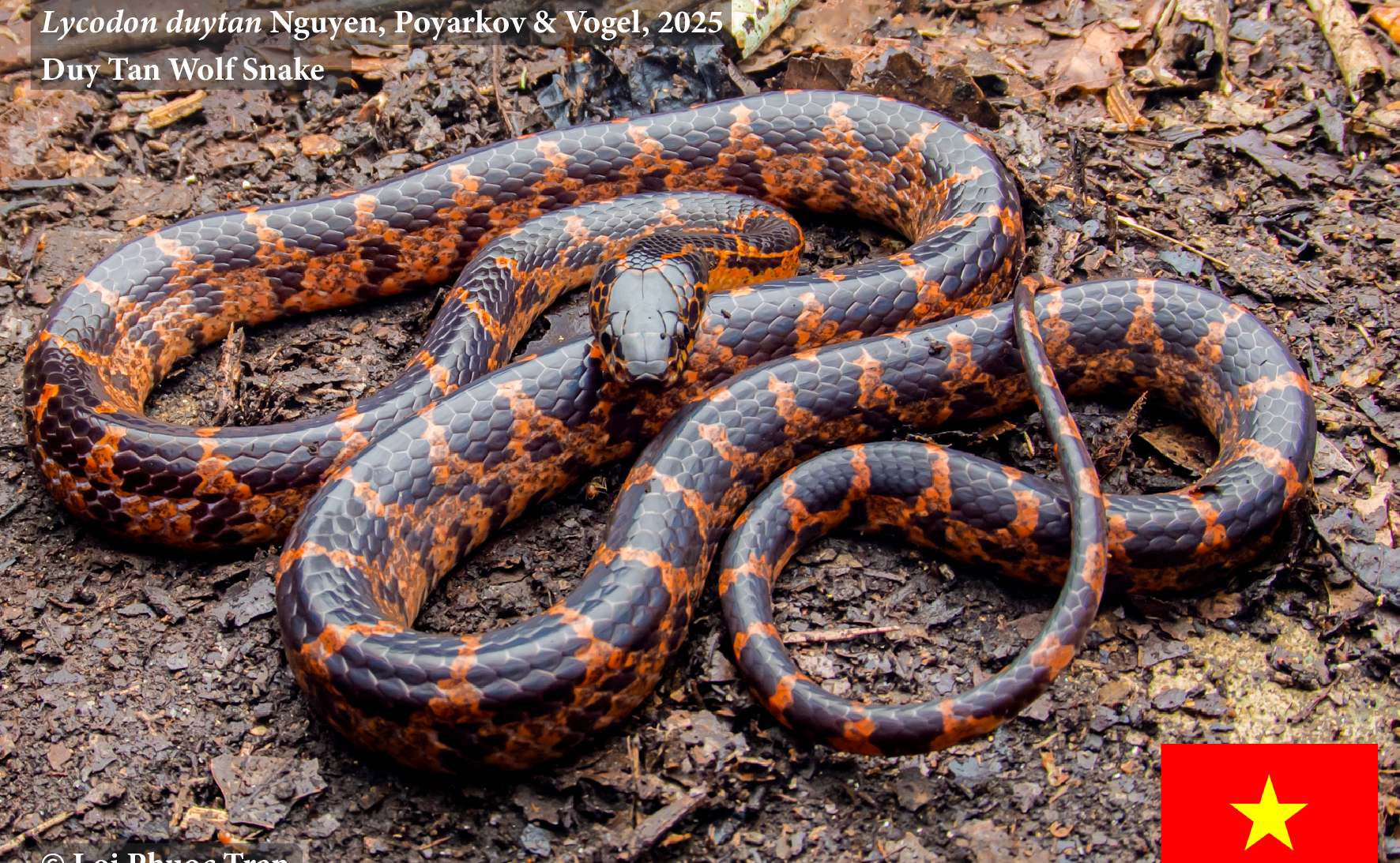 Phát hiện loài Rắn mới ở Việt Nam: Rắn khuyết Duy Tân_Lycodon duytan Nguyen, Poyarkov & Vogel, 2025