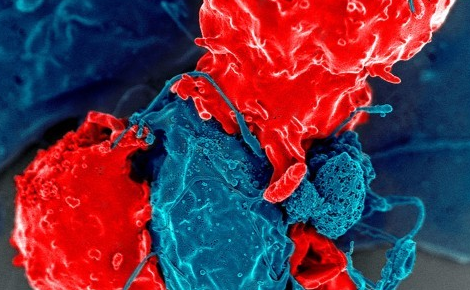 Giải Nobel Y học 2025: Hành trình hơn ba thập kỷ giải mã “phanh hãm” của hệ miễn dịch