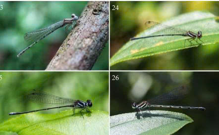 Khám Phá Loài Odonata Mới Từ Việt Nam: Onychargia hungeri – Một Thêm Sự Đa Dạng Của Hệ Sinh Thái Động Vật