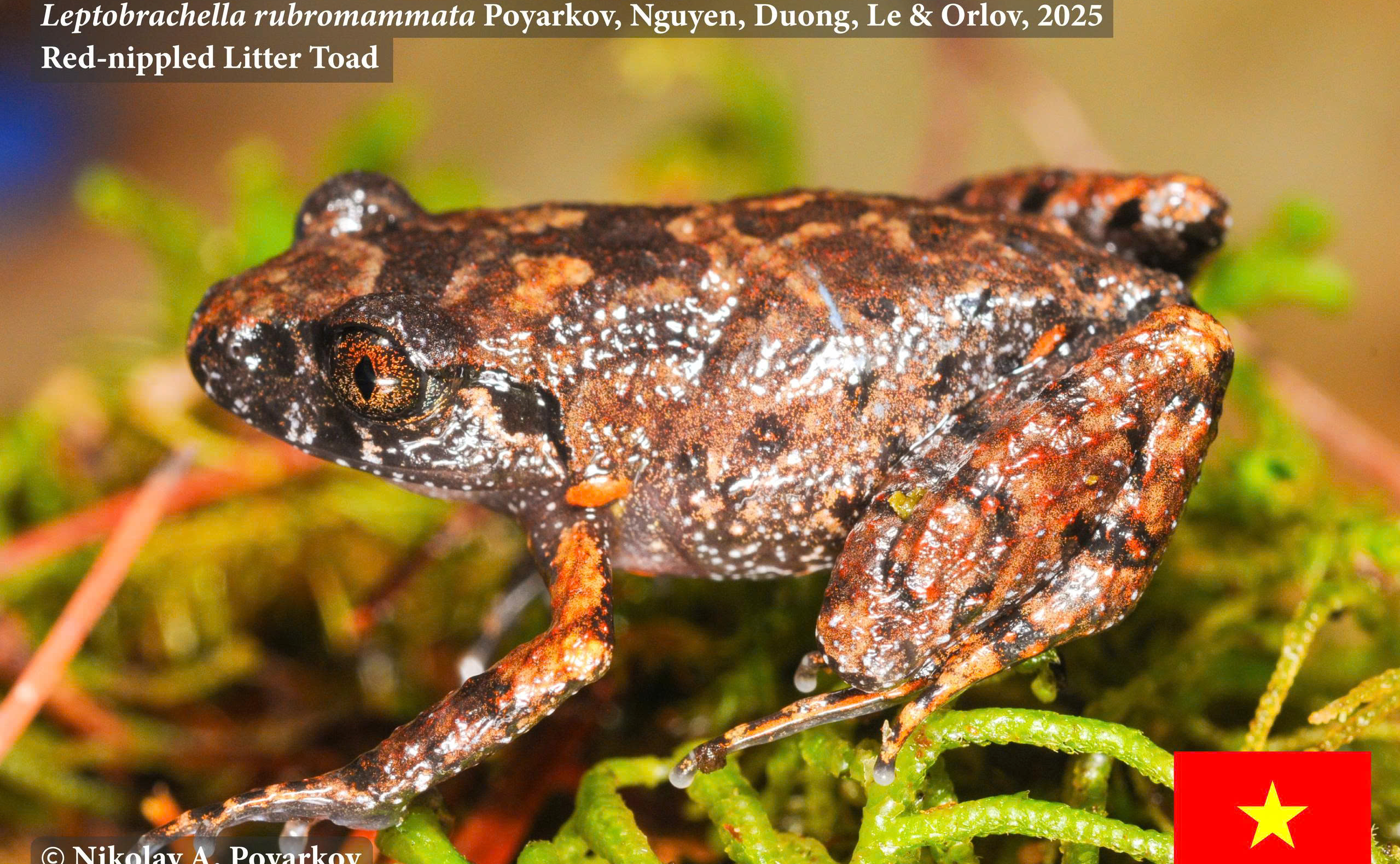 Cóc lá tí hon ngực cam_loài lưỡng cư mới được mô tả được phát hiện tại Vườn Quốc gia Chư Yang Sin, Đắk Lắk