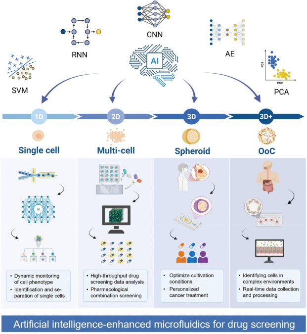 Hình 1. NAMs thay đổi quy trình sàng lọc thuốc, mở rộng từ các mô hình sinh học từ đơn giản đến phức tạp. Quy trình này tiến triển qua các cấp độ 1D (phân tích tế bào đơn lẻ), 2D (mảng đa bào), 3D (khối cầu) và 3D+ (hệ thống OoC). Tùy thuộc vào mức độ phức tạp, các thuật toán AI khác nhau như SVM, RNN, CNN, và AE được sử dụng để phân tích dữ liệu, giúp tự động hóa quá trình, tăng tốc độ sàng lọc và cải thiện độ chính xác trong dự đoán độc tính cũng như tối ưu hóa điều trị ung thư cá thể [4]