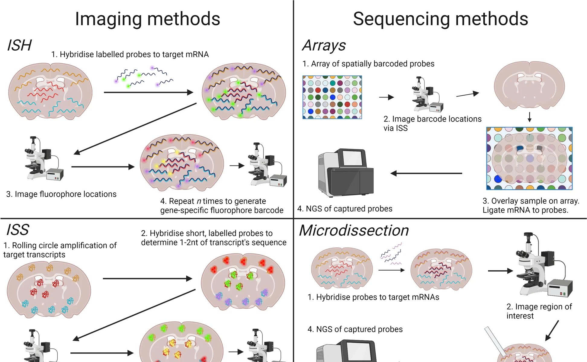 Tích hợp scRNA-seq và Spatial Transcriptomics: giải giáp tối ưu cho nghiên cứu tương tác tế bào