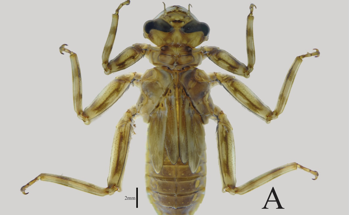 Nghiên cứu bổ sung cho loài chuồn chuồn hiếm Heteronaias heterodoxa: Bước tiến mới trong nghiên cứu đa dạng sinh học Đông Nam Á