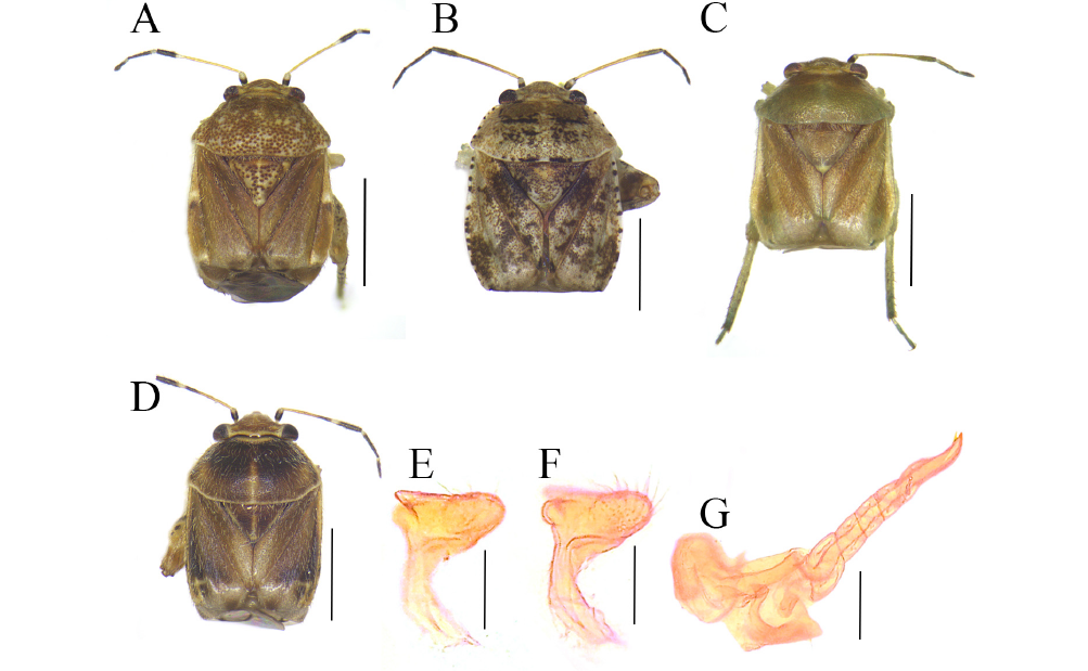 Công bố danh lục toàn diện phân họ Orthotylinae tại Việt Nam: Bước tiến quan trọng trong nghiên cứu đa dạng côn trùng