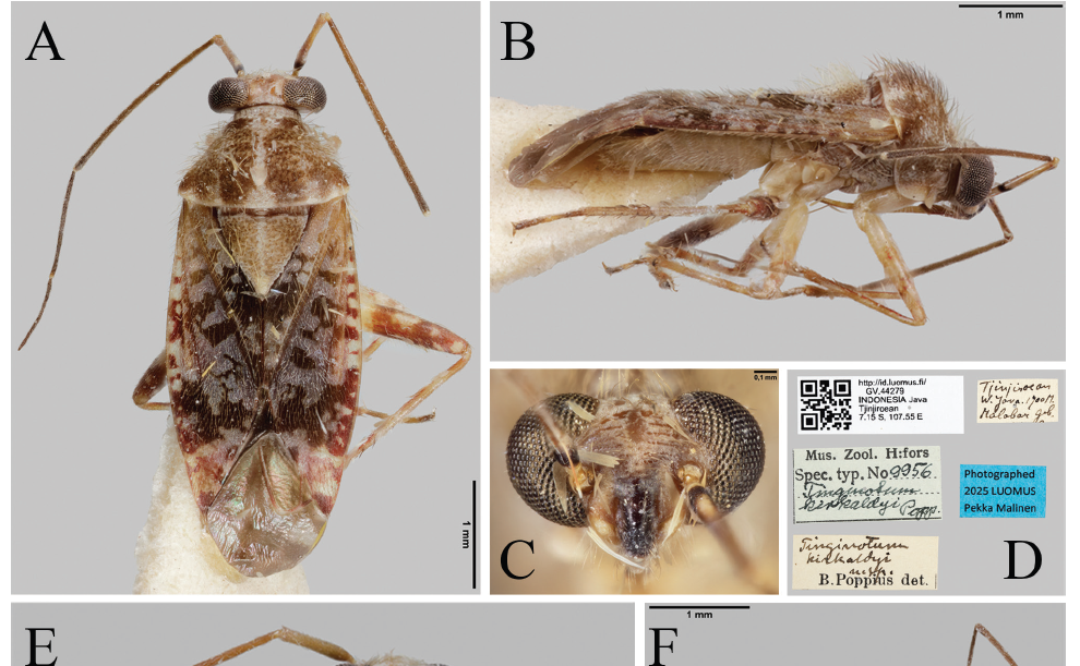 Rà soát chi Tinginotum tại Đông Nam Á: Phát hiện loài mới từ Việt Nam và mở rộng hiểu biết khu vực