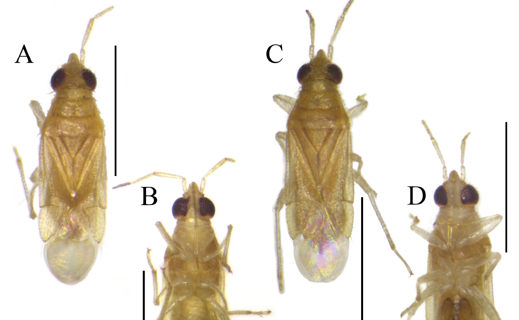 Ghi nhận đầu tiên tông Termatophylini tại Việt Nam: Bổ sung mắt xích quan trọng trong phân bố côn trùng Đông Nam Á