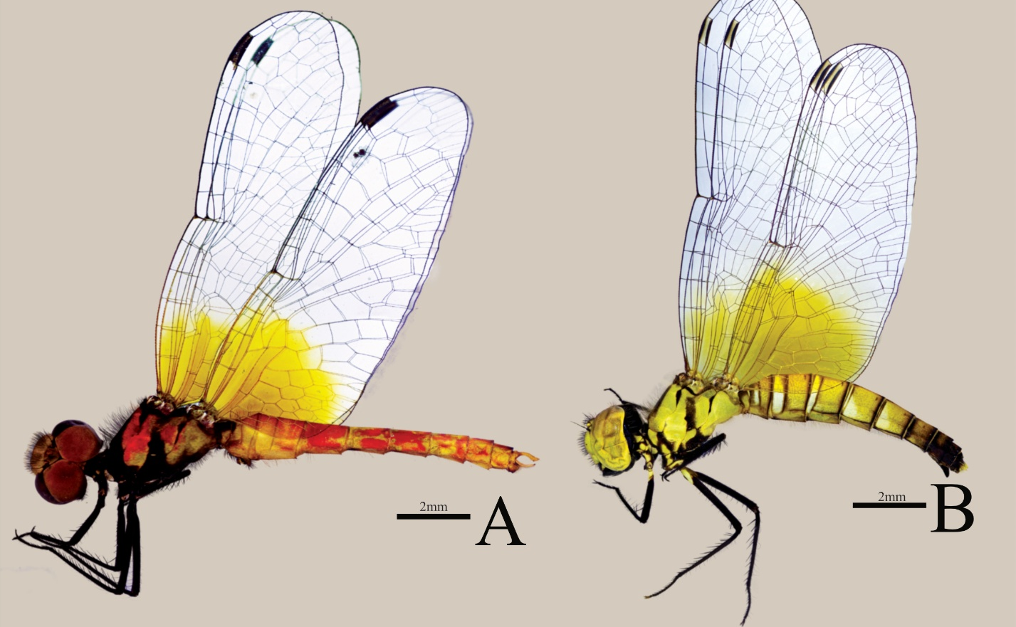 Khám phá loài chuồn chuồn nhỏ nhất thế giới: Nghiên cứu phân loại Nannophya pygmaea