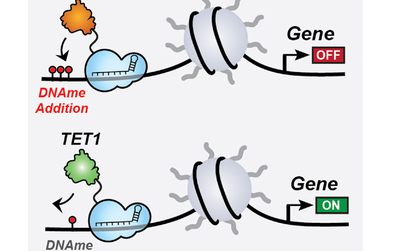 Chỉnh sửa biểu sinh dựa trên CRISPR: Xu hướng mới trong điều hòa biểu hiện gene