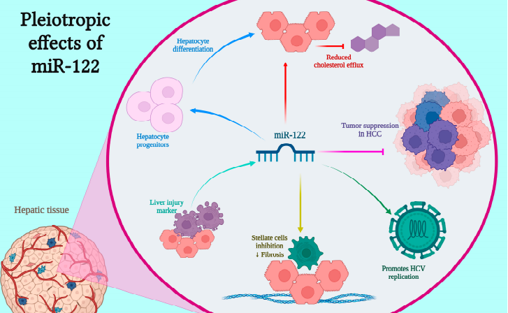 MicroRNA – Hướng đi mới trong chẩn đoán và điều trị bệnh xơ gan