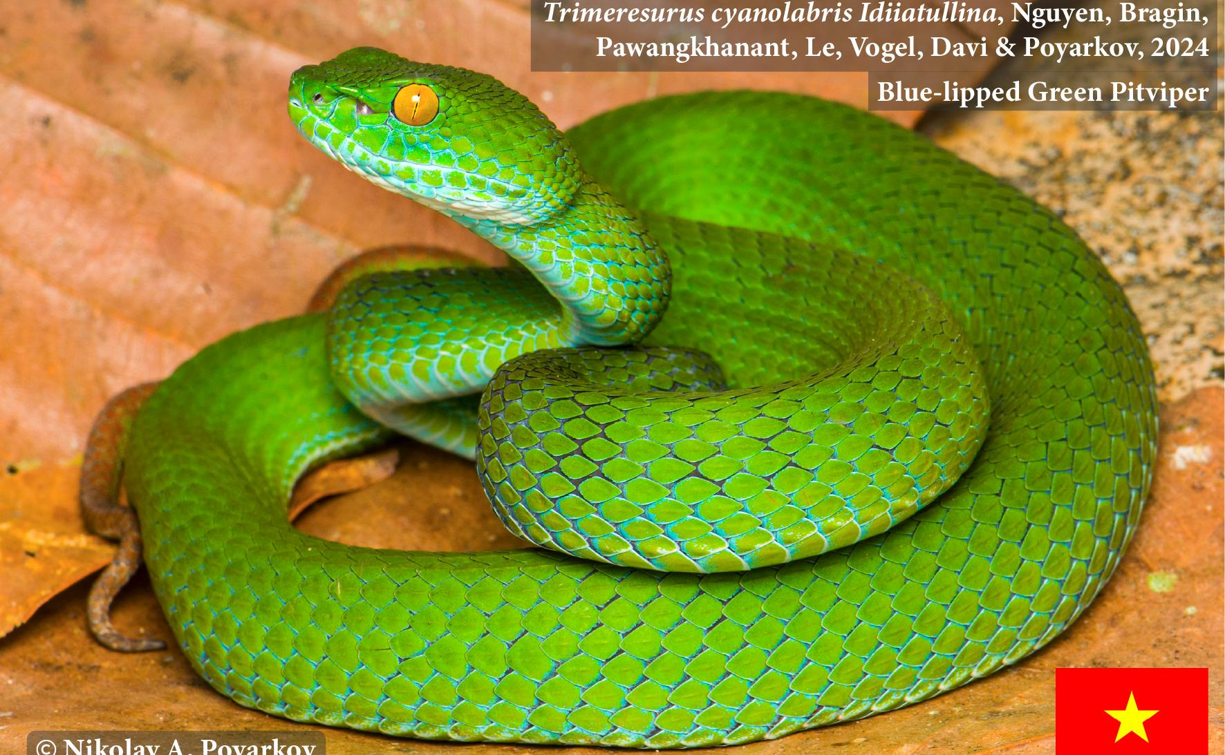 Rắn lục mép xanh dương Trimeresurus cyanolabris Idiiatullina, Nguyen, Bragin, Pawangkhanant, Le, Vogel, David & Poyarkov, 2024: loài rắn mới cho được mô tả từ vùng Duyên hải Nam Trung Bộ Việt Nam