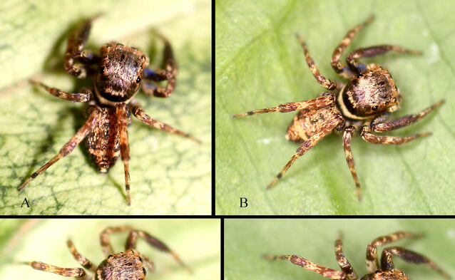 Ba loài nhện nhảy mới thuộc giống Gelotia (họ Nhện nhảy Salticidae) cho Việt Nam