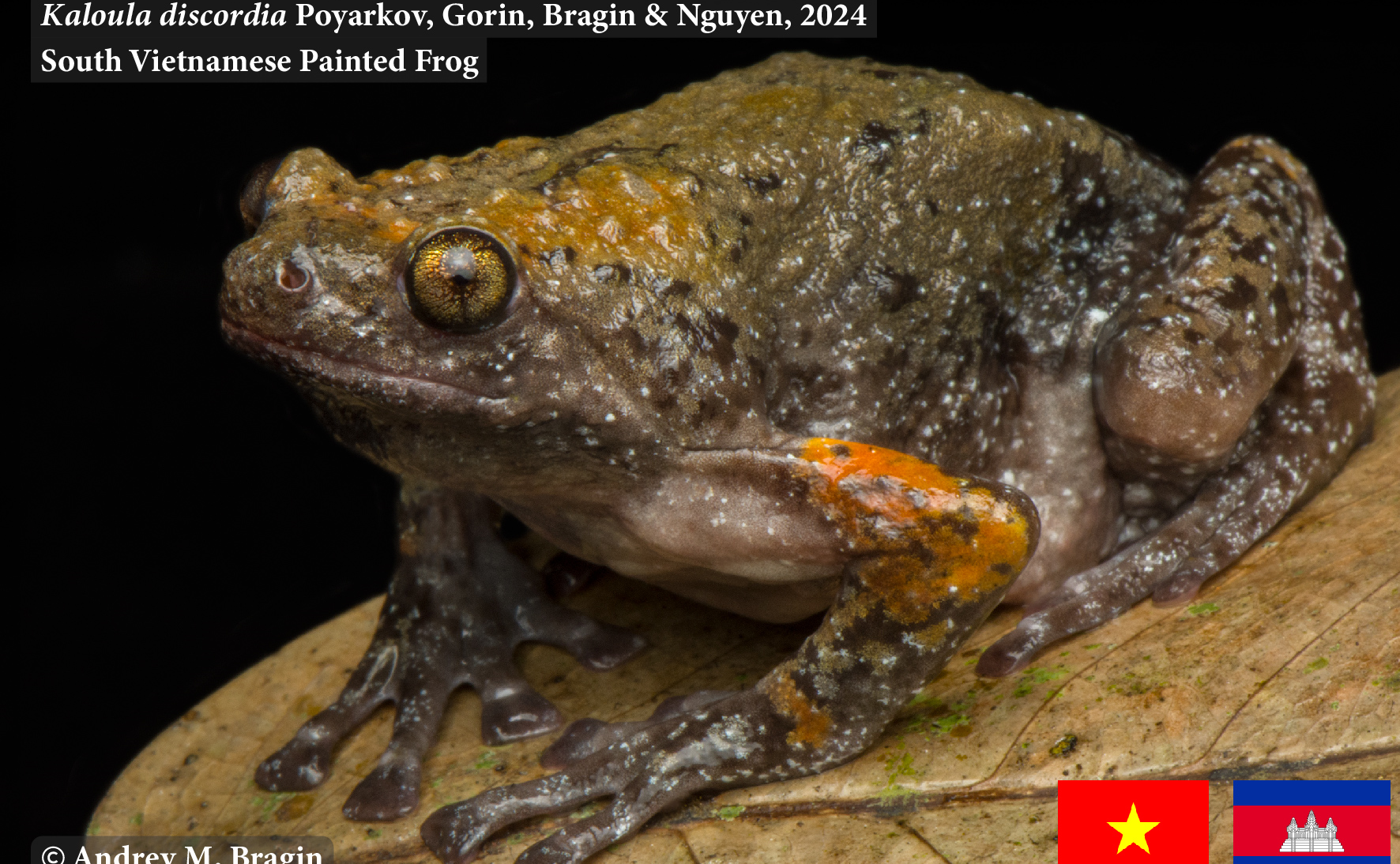 Mô hình phát sinh loài và sửa đổi phân loại của phức hợp loài Kaloula baleata (Amphibia, Anura, Microhylidae) với mô tả 2 loài mới ở khu vực Đông Dương