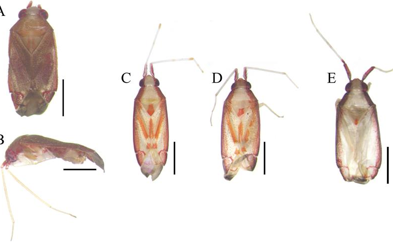 Lần đầu tiên ghi nhận hai giống Bọ xít genus Pseudoloxopidea Yasunaga, 1999 và Pseudoloxops Kirkaldy, 1905 (Hemiptera: Heteroptera: Miridae) ở Việt Nam