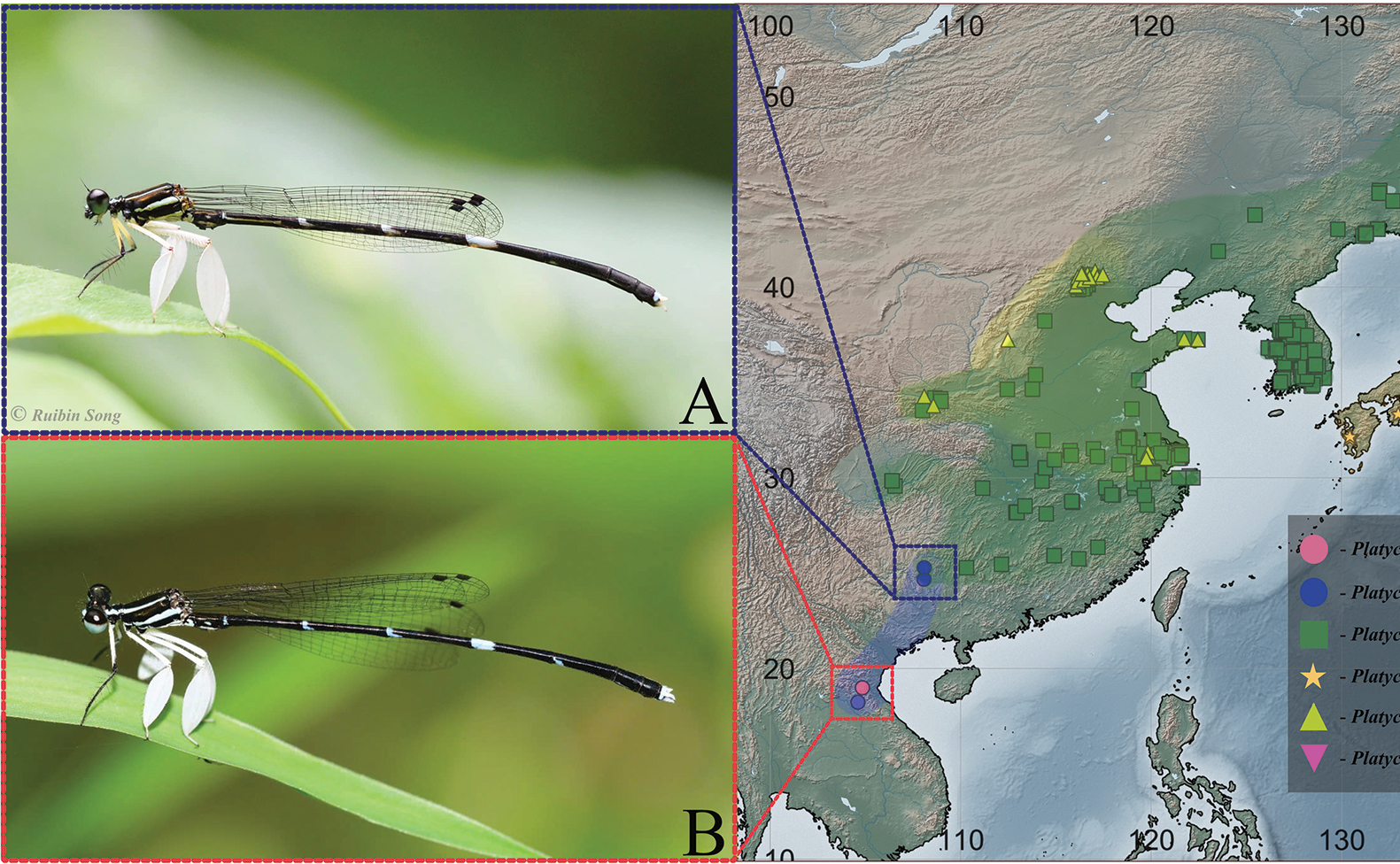 Khám phá một viên ngọc ẩn: Loài Chuồn chuồn kim hiếm gặp Platycnemis phasmovolans Hämäläinen, 2003 tại Việt Nam