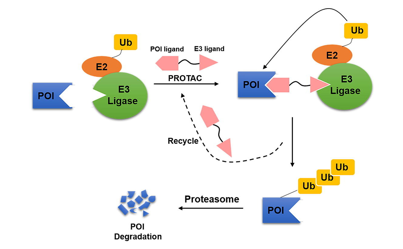 Thuốc proteolysis-targeting chimeras (PROTACs) có nhiều triển vọng trong điều trị các bệnh lý phức tạp