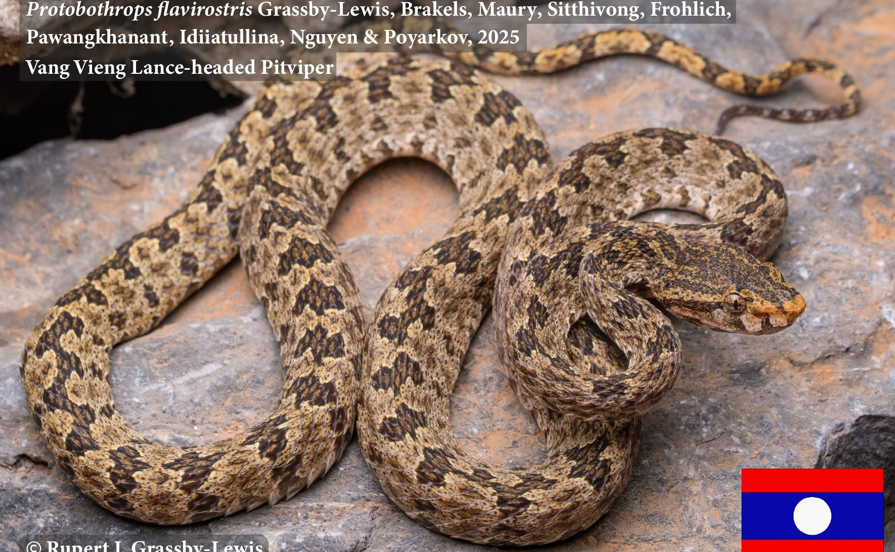 Rắn lục Văng viêng_Protobothrops flavirostris Grassby-Lewis, Brakels, Maury, Sitthivong, Frohlich, Pawangkhanant, Idiiatullina, Nguyen & Poyarkov, 2025, một loài rắn lục đặc hữu của dãy núi đá vôi mới đặc hữu được mô tả cho khoa học từ Lào