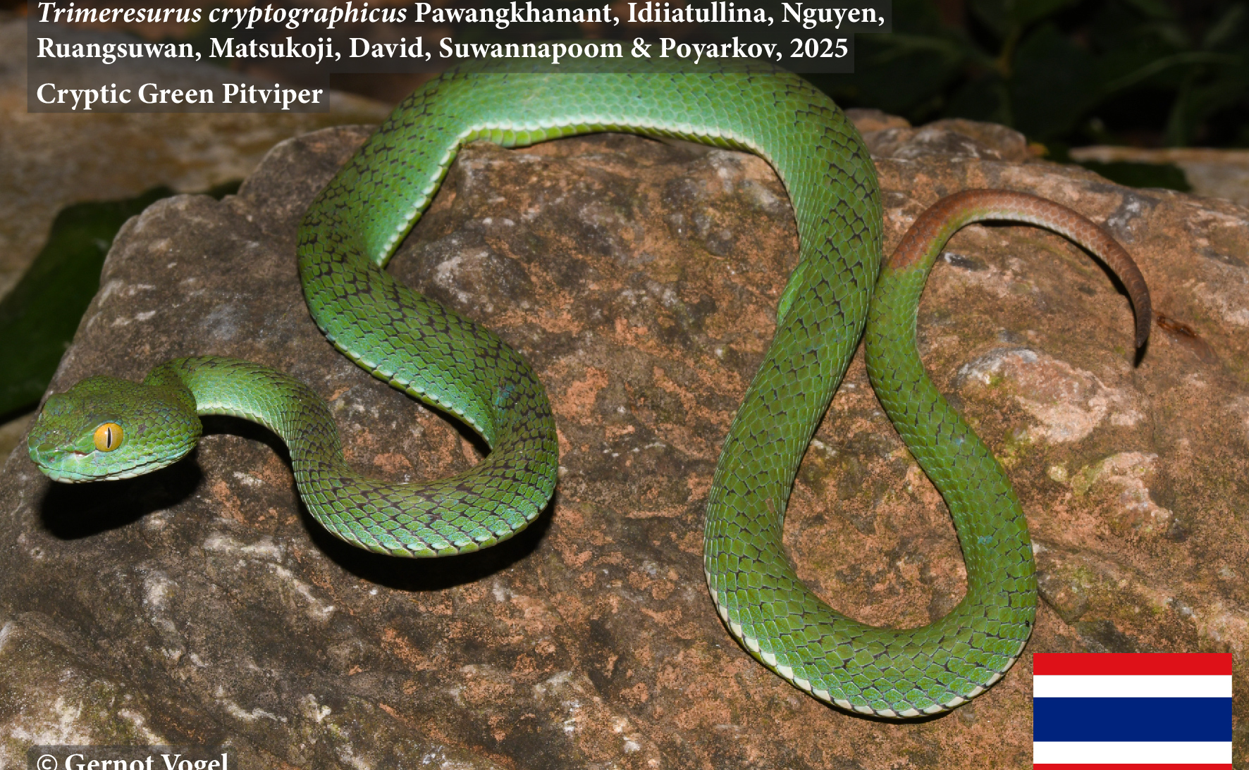 Một loài rắn mới có khả năng ngụy trang: Loài bí ẩn mới thuộc phức hợp Trimeresurus kanburiensis (Reptilia: Serpentes: Viperidae) từ miền trung Thái Lan với sự thay đổi màu sắc theo giai đoạn phát triển