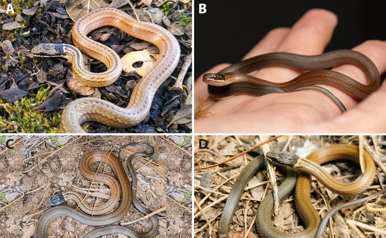 Về phân loại của Sibynophis grahami (Boulenger, 1904) với các nhận xét về hình thái, phân bố, lịch sử tự nhiên và tình trạng bảo tồn (Squamata: Sibynophiidae: Sibynophis)