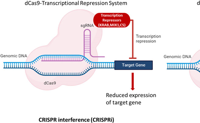 Từ thực phẩm chức năng đến nhà máy dược phẩm: Tiềm năng vi tảo trong y dược hiện đại