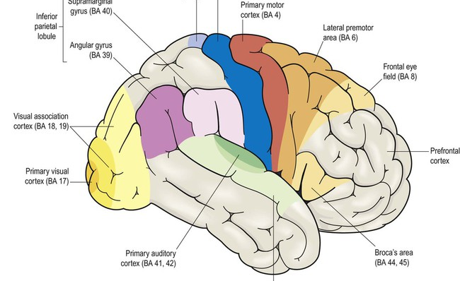 Khoa Học Thần Kinh Nhận Thức: Chìa Khóa Mở Ra Tương Lai Giáo Dục, Y Tế & Trí Tuệ Nhân Tạo
