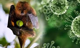 Hướng dẫn chẩn đoán và điều trị bệnh do vi rút Nipah