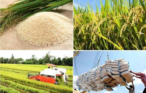 Đặc điểm an ninh lương thực thế giới năm 2025