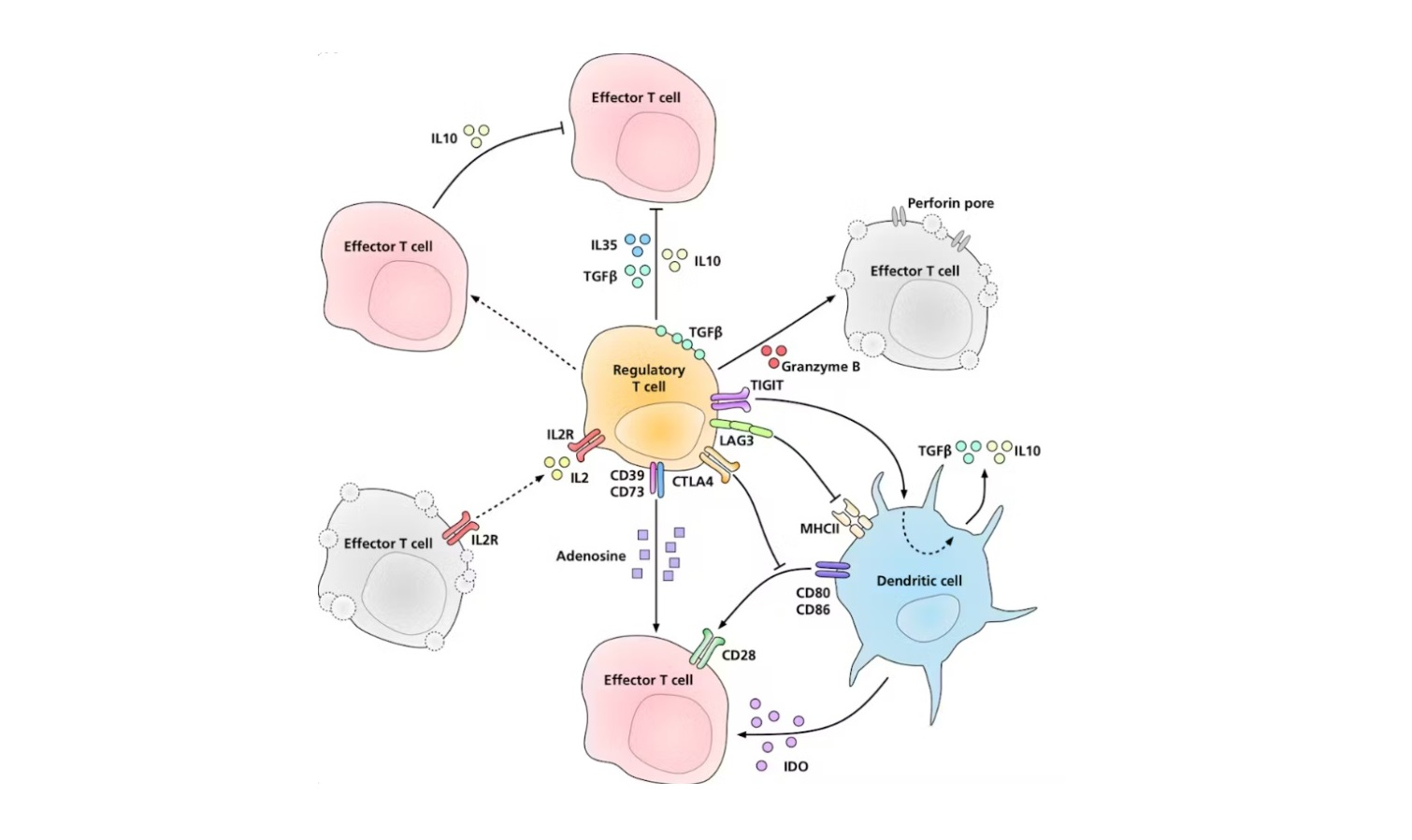 REGULATORY T CELLS (FOXP3⁺ TREGS) VÀ CƠ CHẾ KIỂM SOÁT MIỄN DỊCH