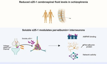 CÁC NHÀ NGHIÊN CỨU PHÁT HIỆN BIOMARKER CÓ THỂ GIÚP CẢI THIỆN ĐIỀU TRỊ BỆNH TÂM THẦN PHÂN LIỆT