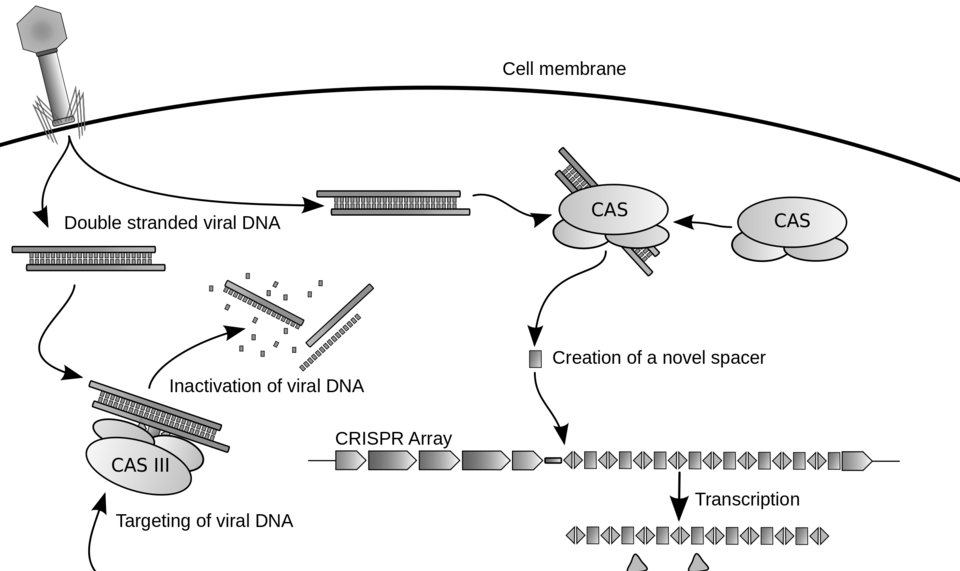 CRISPR – Công nghệ vi sinh y học trong điều trị nhiễm khuẩn