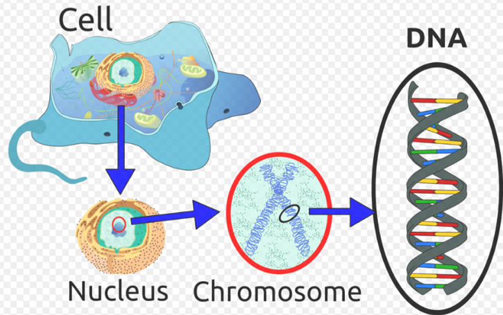 Cơ sở sinh học của “sinh-lão-bệnh-tử” Nhìn từ gen Telomere, men Telomerase (Nobel 2009) và cơ chế tự thực Autophagy (Nobel 2016).