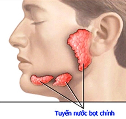 SỰ BÀI TIẾT NƯỚC BỌT