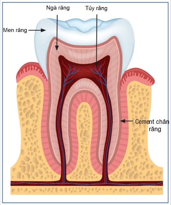 Sâu răng là căn bệnh phổ biến nhất