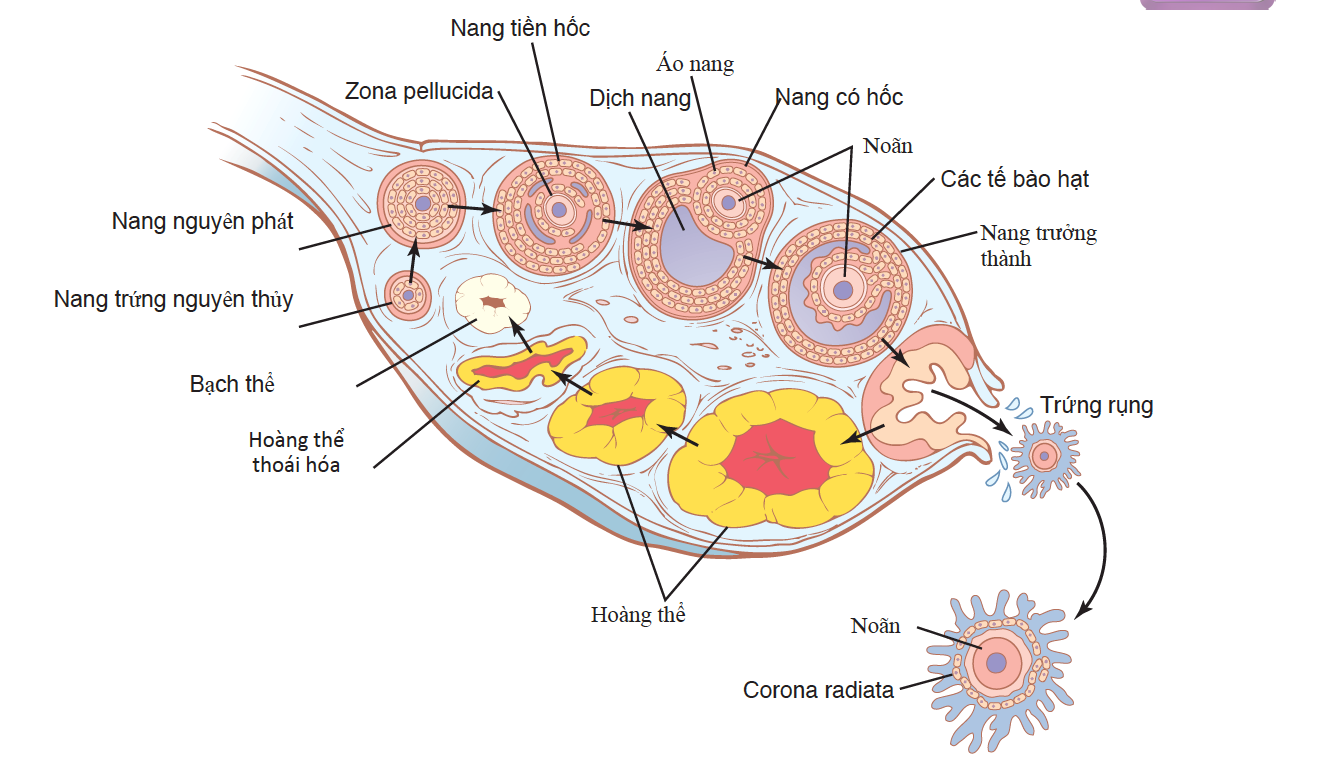 CHU KÌ BUỒNG TRỨNG: CHỨC NĂNG CỦA CÁC HORMONE ĐIỀU HÒA TUYẾN SINH DỤC