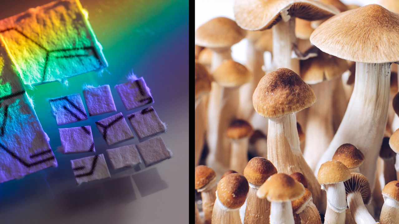 Đằng sau hậu trường của nghiên cứu đầu tiên để so sánh ảnh hưởng của LSD và Psilocybin