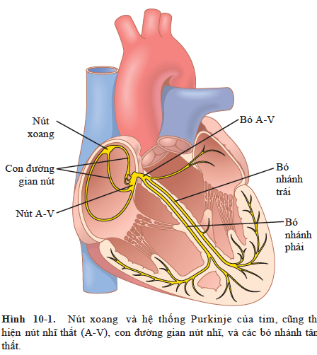 HỆ THỐNG KÍCH THÍCH VÀ DẪN TRUYỀN CỦA TIM