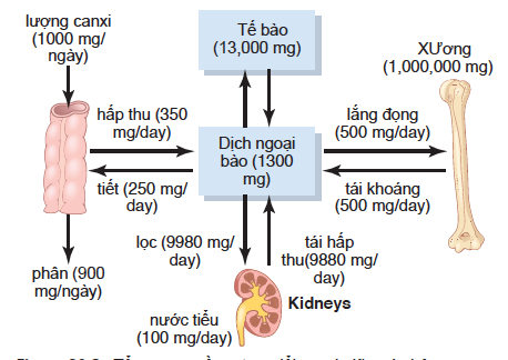 XƯƠNG VÀ MỐI LIÊN QUAN TỚI NỒNG ĐỘ CANXI VÀPHOSPHATE DỊCH NGOẠI BÀO