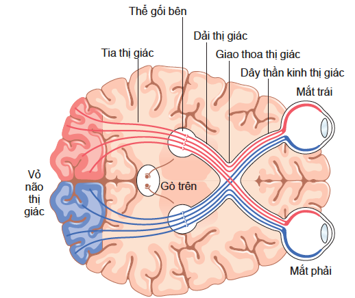 ĐƯỜNG DẪN TRUYỀN THỊ GIÁC