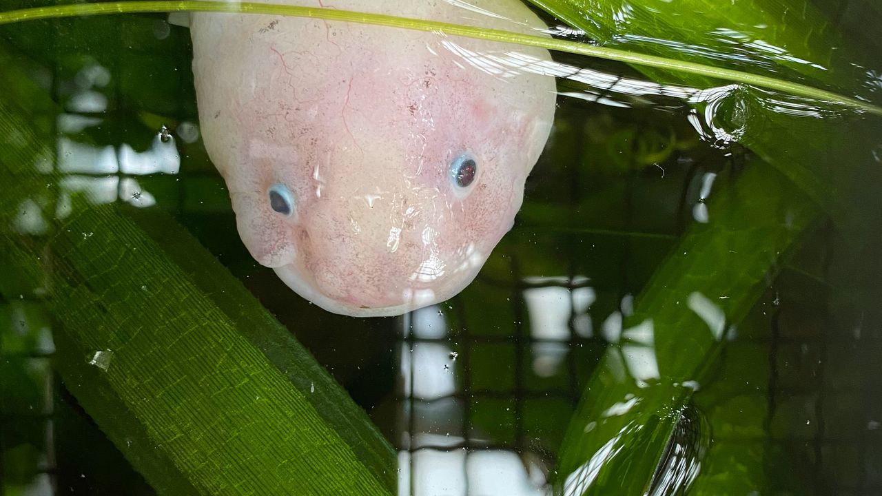 Làm thế nào Axolotls mọc lại não của chúng sau chấn thương